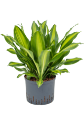 Wasserpflanze Dracaena Fragrans Burley