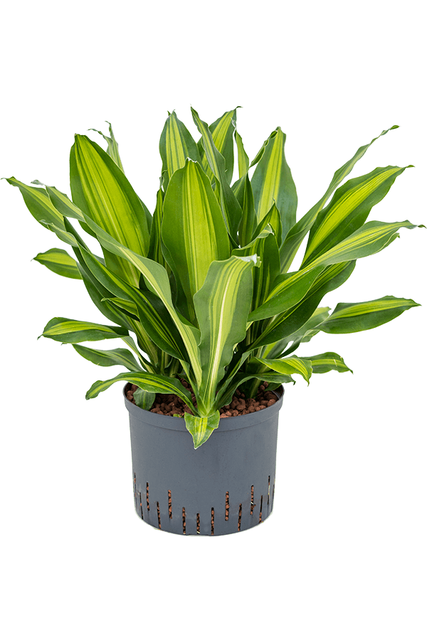 Wasserpflanze Dracaena Fragrans Burley