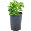 Wasserpflanze Scindapsus (Epipremnum) Global Green