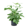 Wasserpflanze Schefflera Actinophylla