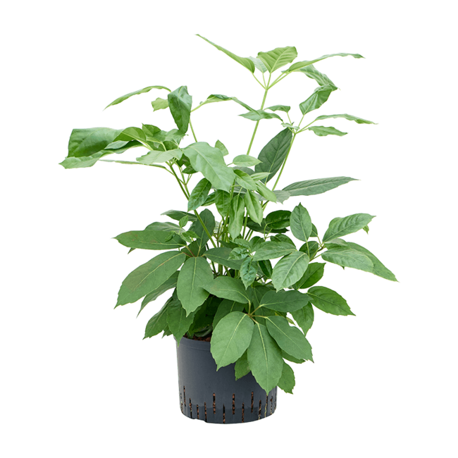 Wasserpflanze Schefflera Actinophylla