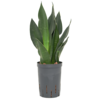 Wasserpflanze Sansevieria Trifasciata Black Diamond