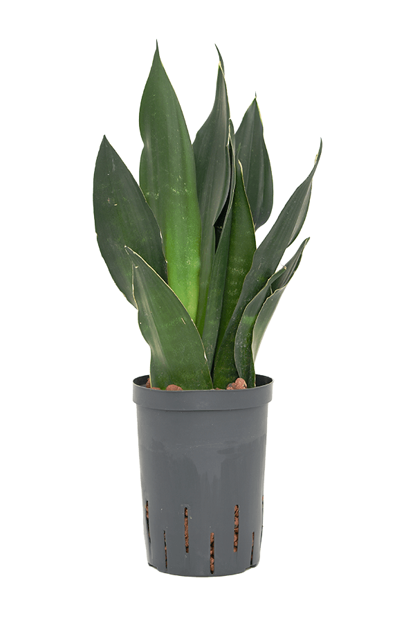 Wasserpflanze Sansevieria Trifasciata Black Diamond