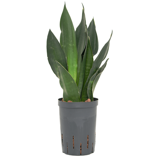 Wasserpflanze Sansevieria Trifasciata Black Diamond