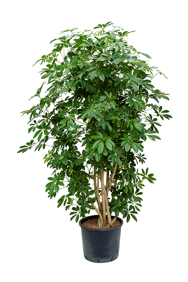 Wasserpflanze Schefflera Arboricola Compacta