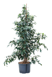 Wasserpflanze Ficus Benjamina Danielle