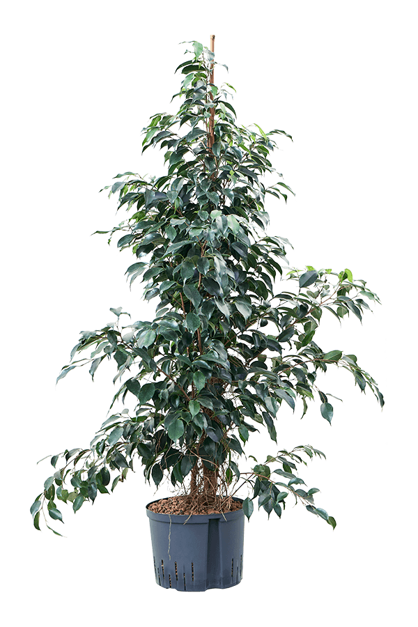 Wasserpflanze Ficus Benjamina Danielle