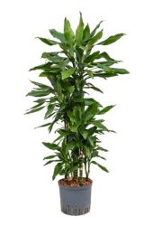 Wasserpflanze Dracaena Fragrans Janet Lind