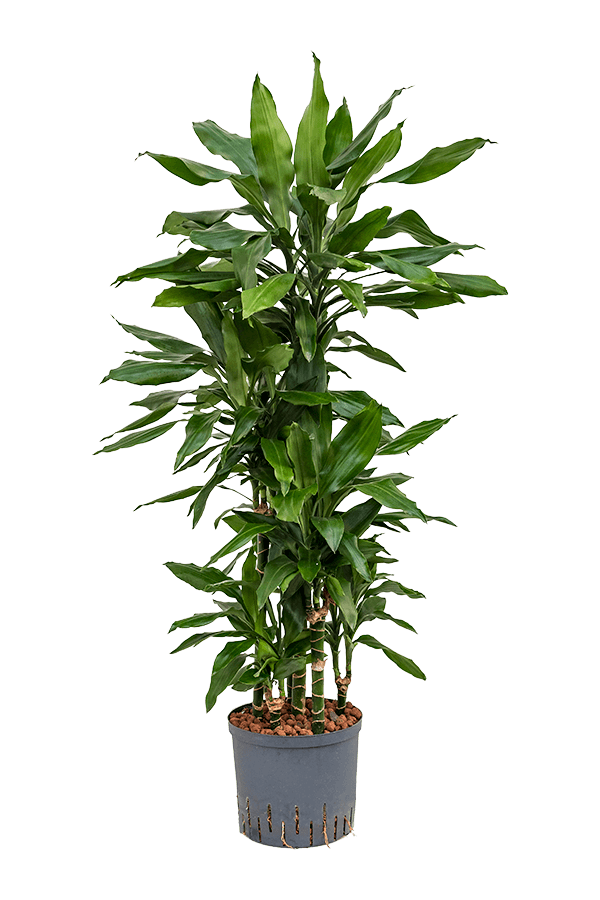 Wasserpflanze Dracaena Fragrans Janet Lind