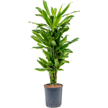 Wasserpflanze Dracaena