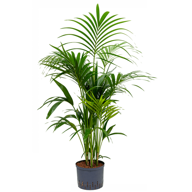 Wasserpflanze Kentia (Howea) Forsteriana