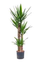 Wasserpflanze Yucca Elephantipes