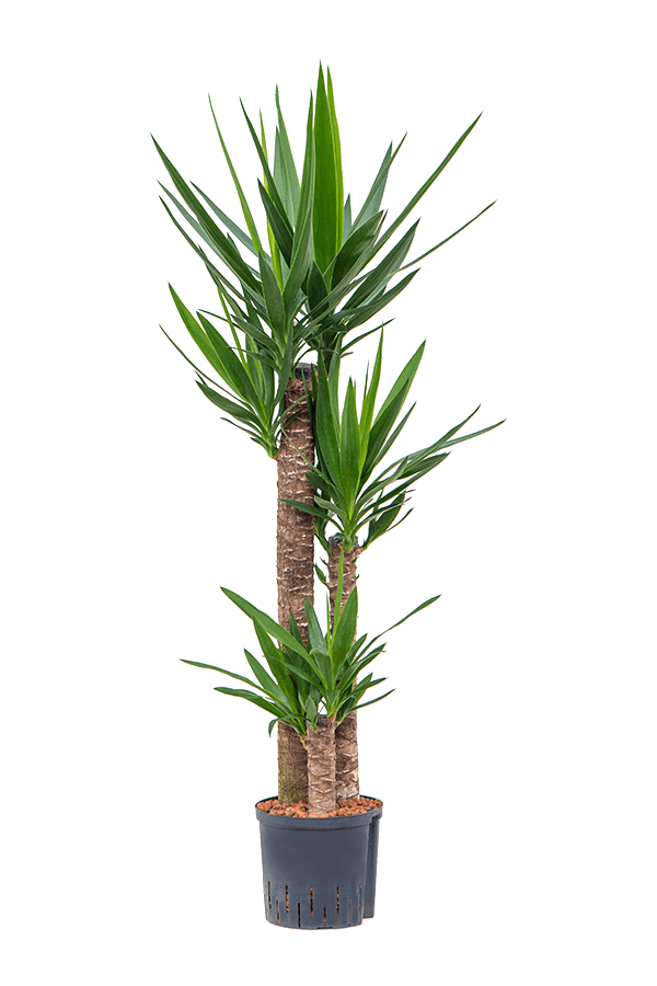 Wasserpflanze Yucca Elephantipes