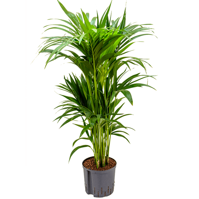Wasserpflanze Kentia (Howea) Forsteriana