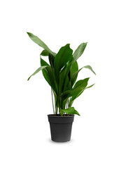 Aspidistra Eliator XL