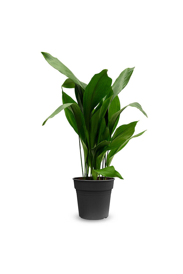 Aspidistra Eliator XL