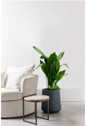 Aspidistra Eliator XL