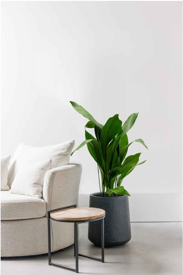 Aspidistra Eliator XL