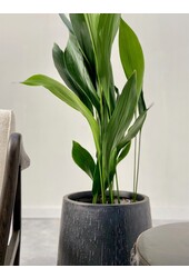 Aspidistra Eliator XL