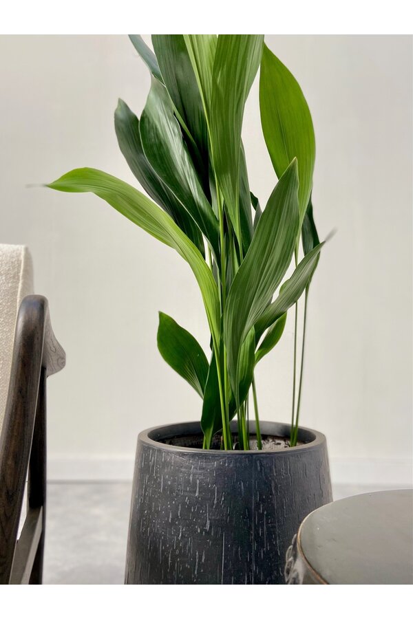 Aspidistra Eliator XL