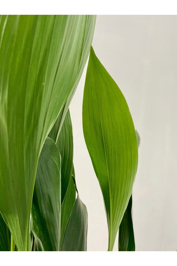 Aspidistra Eliator XL