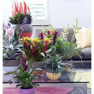 Bromelia