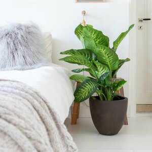 Dieffenbachia