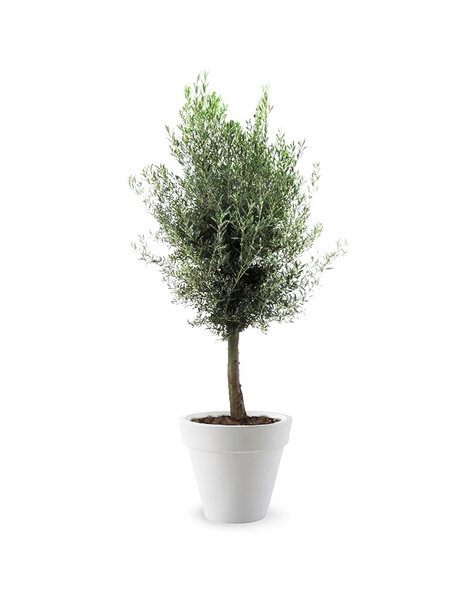 Elho Elho | Olea Europaea