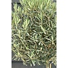 Olivenbaum Olea Thick Stem Kingsize