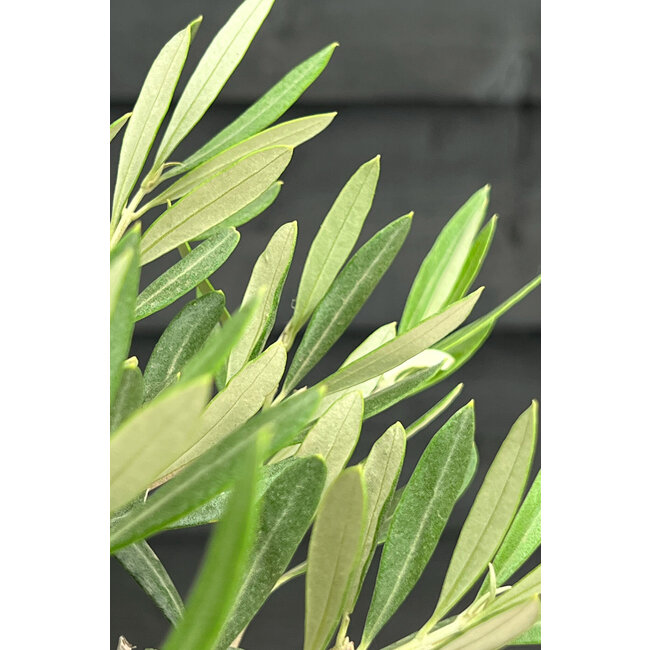 Olivenbaum-Bonsai