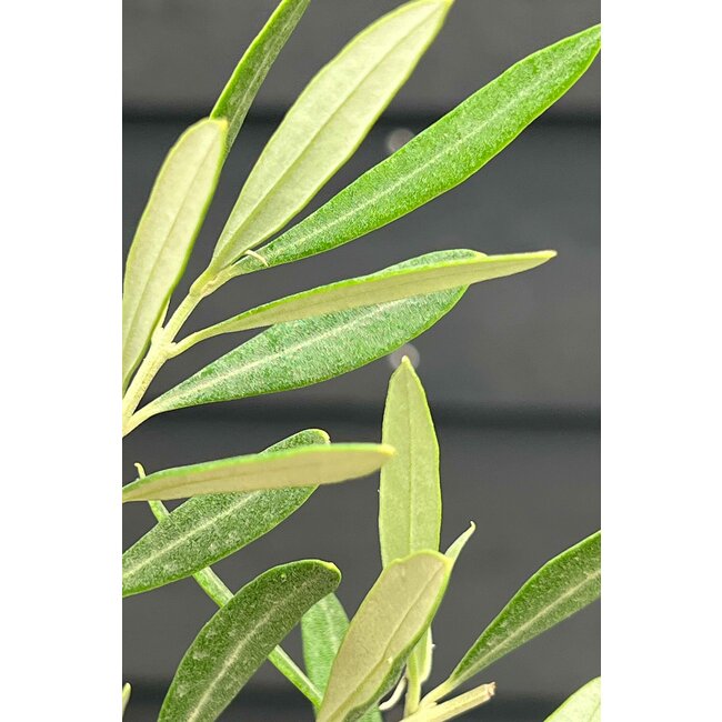 Mini-Olivenbaum in Charlie grau gewaschen