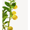 Zitronenbaum L