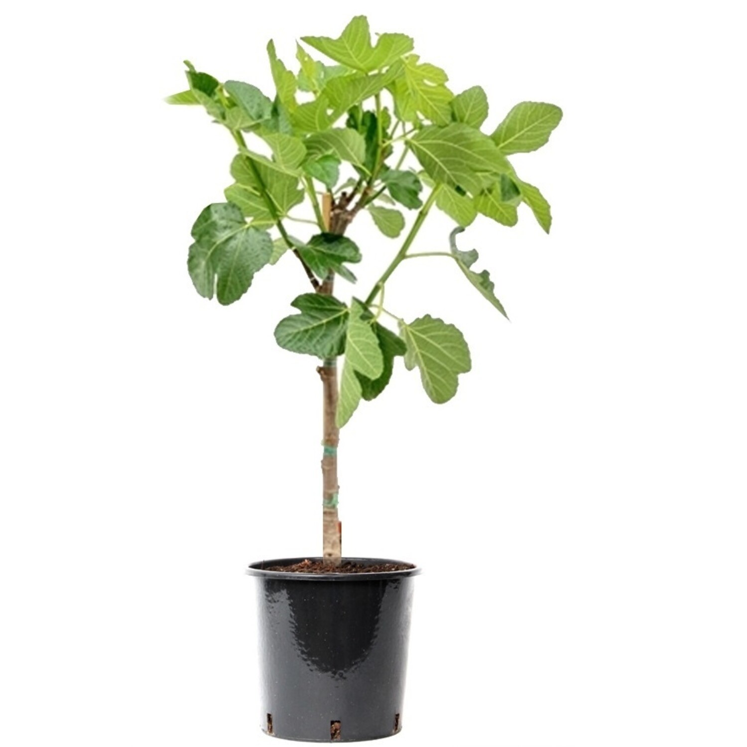 bio saatgut gemüse BIO Saatgut Snack-Tomaten Mix – Biogartenladen