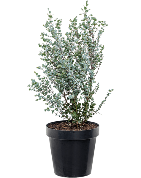 Eukalyptus