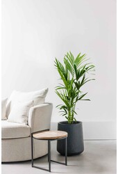 Kentia-Palme S