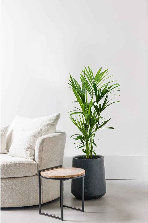 Kentia-Palme S