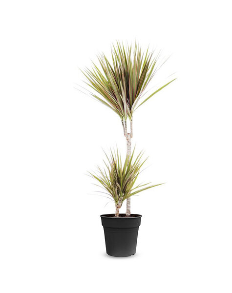 Dracaena