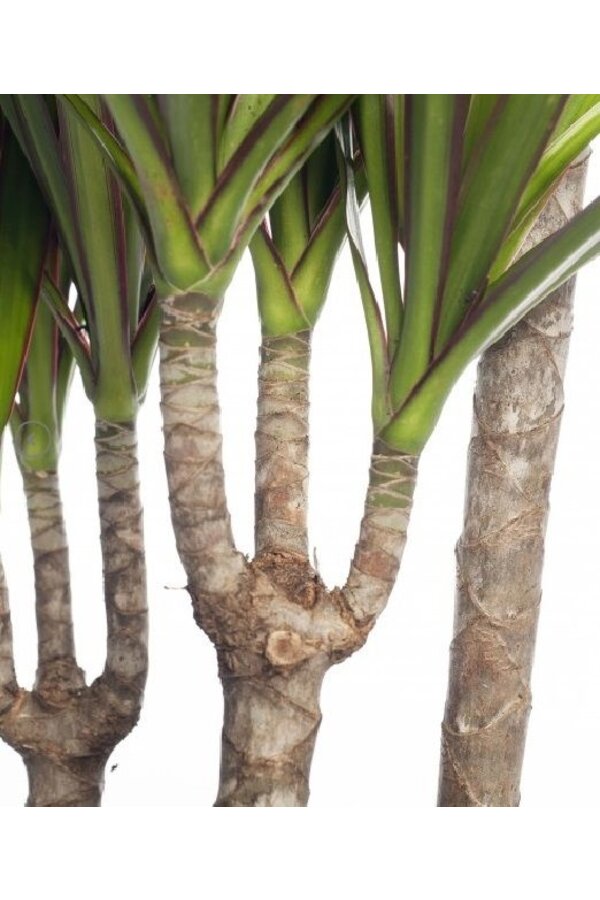 Dracaena Bicolor L