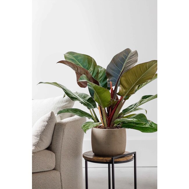 Philodendron Imperial Rot S