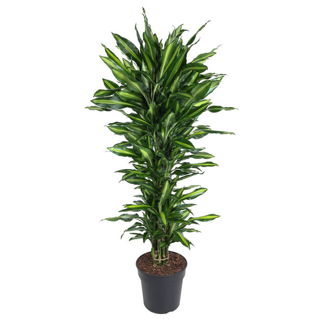 Dracaena Cinthho verzweigt XL