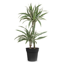 Dracaena