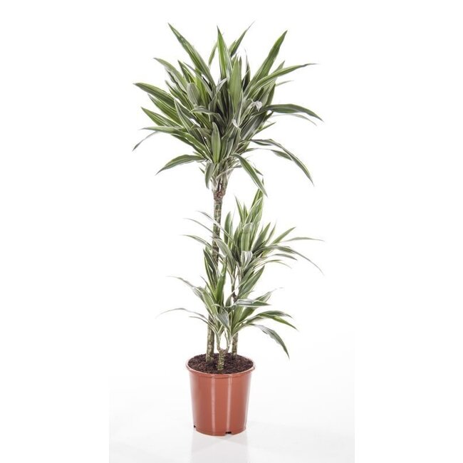 Dracaena Weißer Streifen M