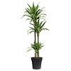 Dracaena Weißer Streifen L