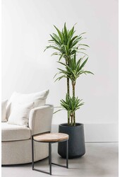 Dracaena Weißer Streifen L