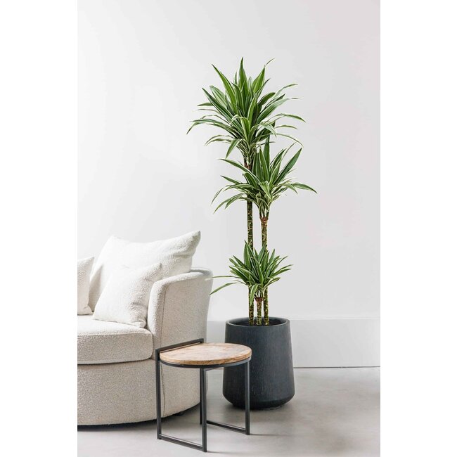 Dracaena Weißer Streifen L