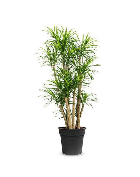 Dracaena