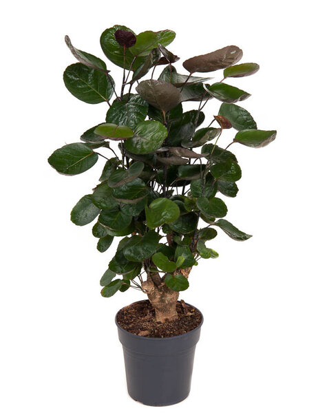 Polyscias