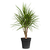 Dracaena Marginata S