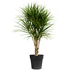 Dracaena Marginata L