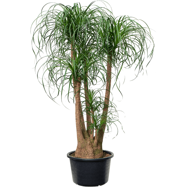 Flaschenbaum Beaucarnea verzweigt XL